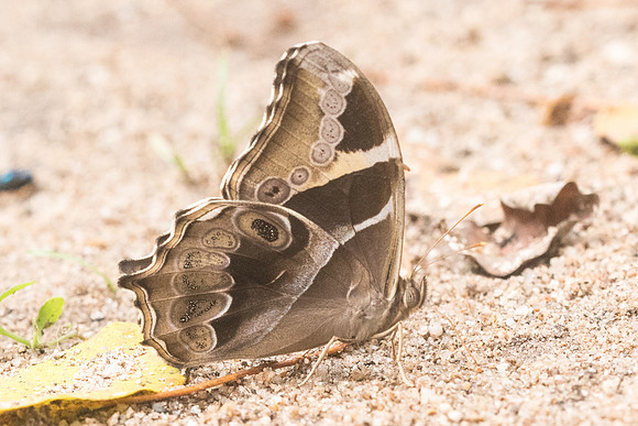 Lethe europa-4114 - Chiang Dao - 12/03/23