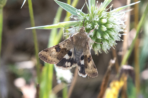 Heliothis viriplaca - Fontainebleau Valpuiseau