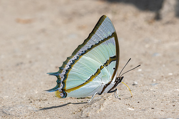 Polyura dolon-4729