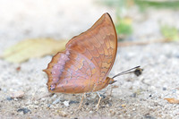 Charaxes sp id--4411