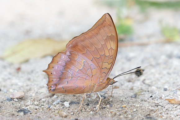 Charaxes sp id--4411