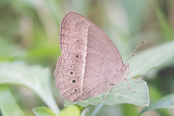 Mycalesis perseoides id--9593 - Chiang Dao - 16/11/23