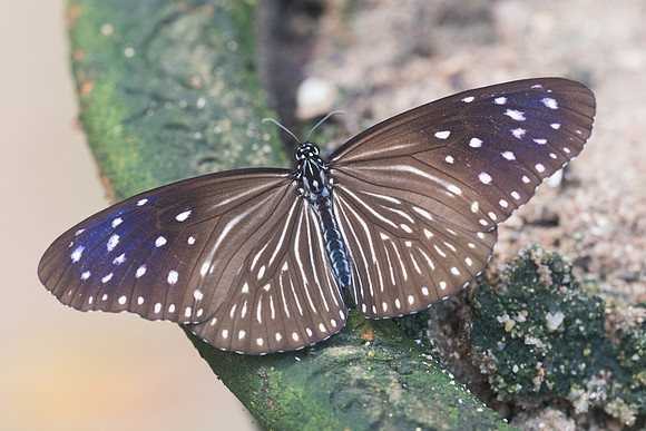 Euploea mulciber-1954 - Chiang Dao - 16/11/23