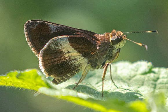 Remella remus-0861