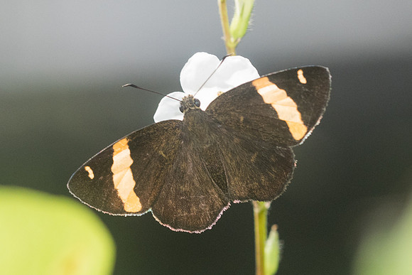 Celaenorrhinus aurivittatus-9373 - Chiang Dao - 14/11/23