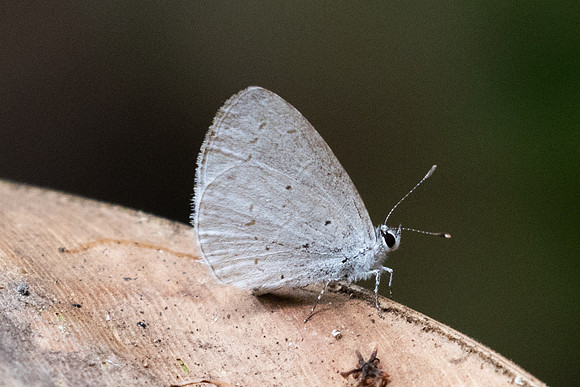 Udara dilecta id--2177