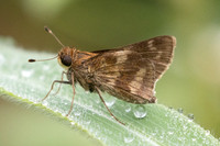 Pompeius pompeius id--2467