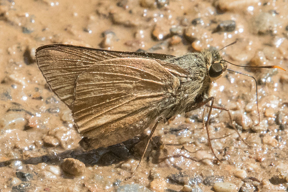 PITHAURIA STRAMINEIPENNIS id--2484 - Chiang Dao - 15/11/23