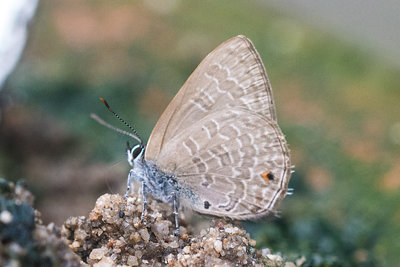 Anthene emolus -9595  - Chiang Dao - 14/11/23