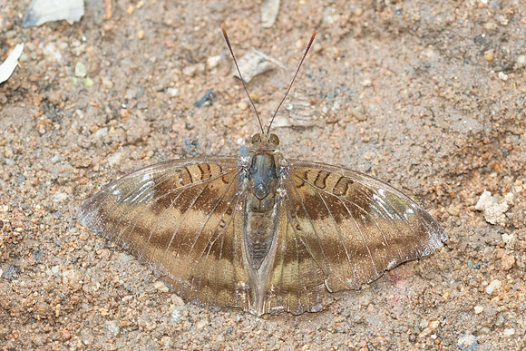 Euthalia alpheda verena-5552 - Doi Suthep - 27/03/25