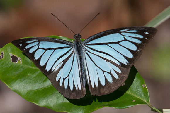 Pareronia hippia-0127 - Chiang Dao - 16/11/23