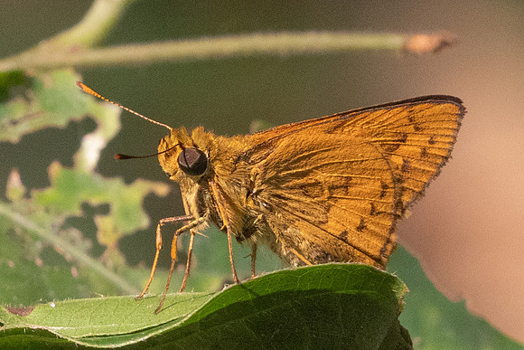 Telicota bambusae-6897 - Doi Suthep - 28/03/24