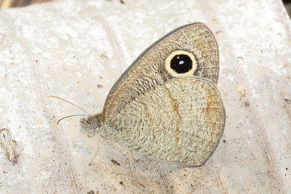 Ypthima sp-1832