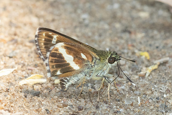 Sebastonyma pudens-6442
