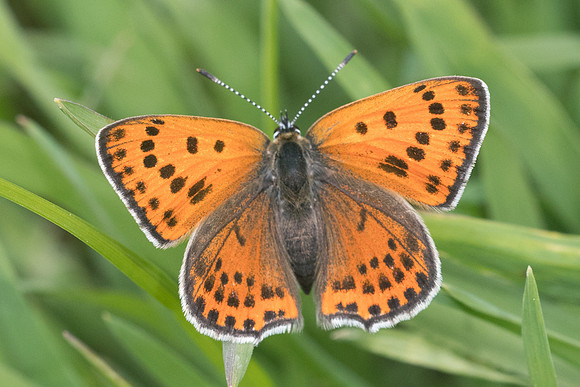 Lycaena thersamon-0557