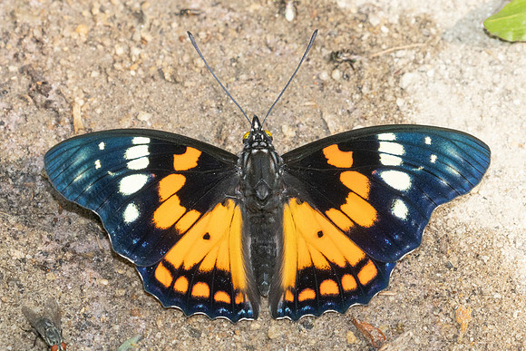 Sephisa chandra-4244