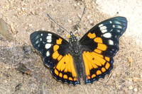 Sephisa chandra-4242