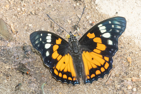 Sephisa chandra-4242