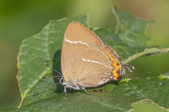 Satyrium w-album-8129 - Croissy Beaubourg - 20/07/24