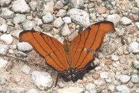 Marpesia petreus