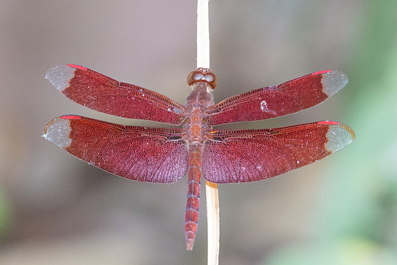 Libellule thai-7240