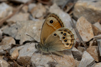 Coenonympha dorus-7834 - Castellet - 2/06/25
