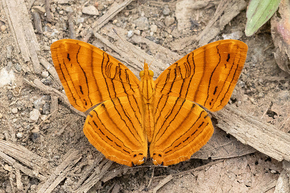 Chersonesia intermedia-0881