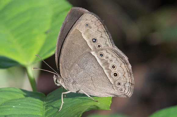 Mycalesis sp-1792 - Chiang Dao - 15/11/23