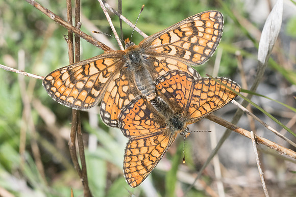 Euphydryas aurinia-8034 - Cipieres - 17/05/21
