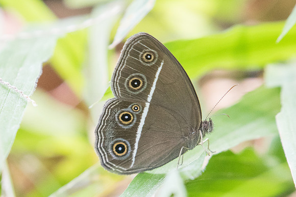 Orsotriaena medus medus-2239 Koh Samui 19/03/23