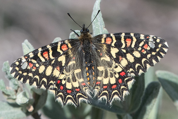 Zerynthia rumina-7972 - Ronda - 9/03/22