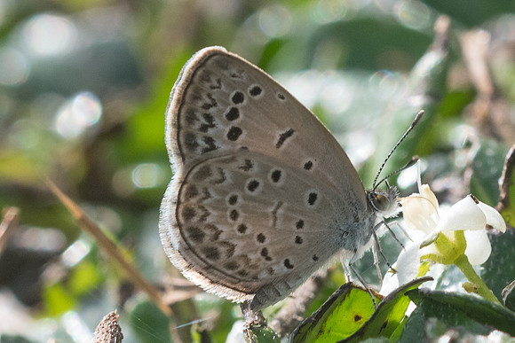 Pseudozizeeria maha maha-2482 - Chiang Rai - 18/11/23