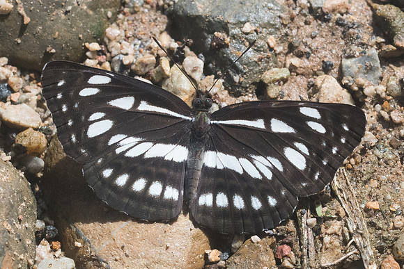 Neptis magadha magadha-9095- Chiang Dao - 14/11/23