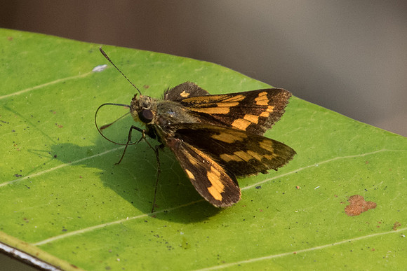 Potanthus sp-2333 Doi Suthep - 8/03/2023