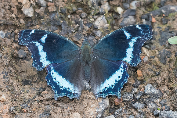 Kaniska canace-1538  - Chiang Dao - 16/11/23