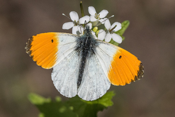 Anthocharis cardamines ♂-4442 - Fontainebleau - 30/04/22