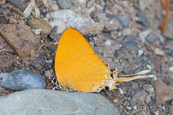 Ticherra acte-1679- Chiang Dao - 18/03/25
