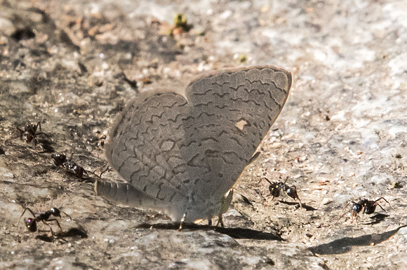 Spalgis epius epius-0849 - Doi-Suthep - 13/11/23