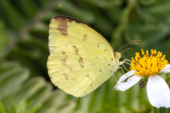 Eurema hecabe id--4066 - Doi Inthanon - 23/03/25