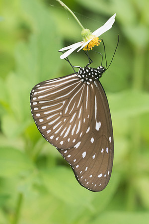 Euploea mulciber - 3994 - Krabi - 22/11/23