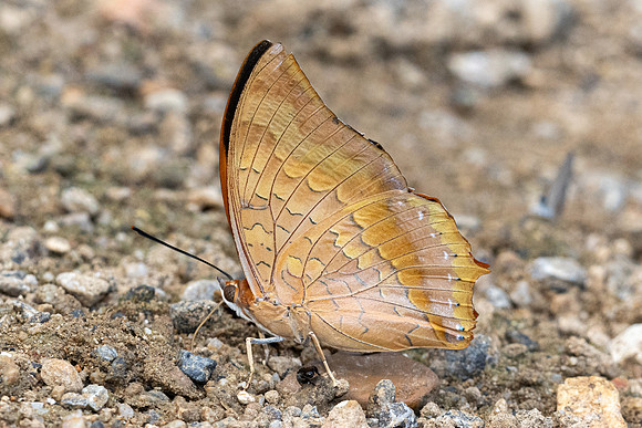 Charaxes marmax-1970