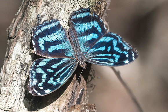 Myscelia ethusa-6391