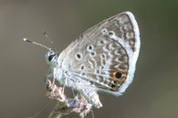 Hemiargus ceraunus --3548