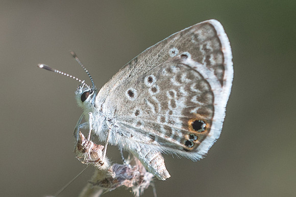Hemiargus ceraunus --3548