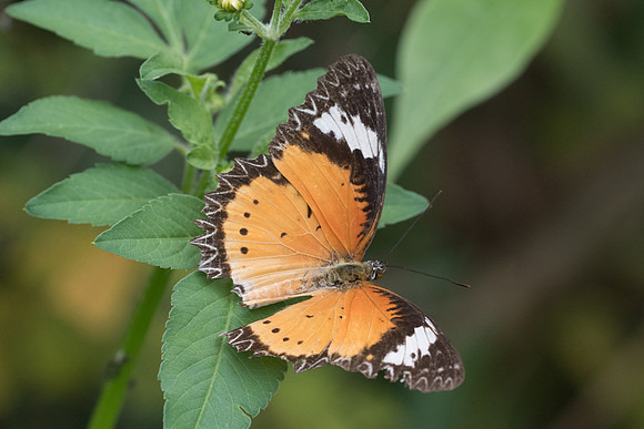 Cethosia cyane euanthes-8278 - Koh Samui - 16/03/23