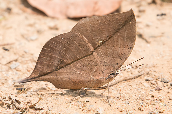 Kallima incognita -1788 - Chiang dao - 11/03/23