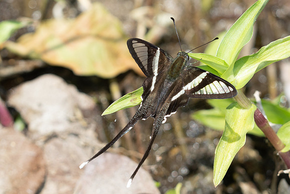 Lamproptera curius-5207 - Doi-Inthanon - 26/03/25