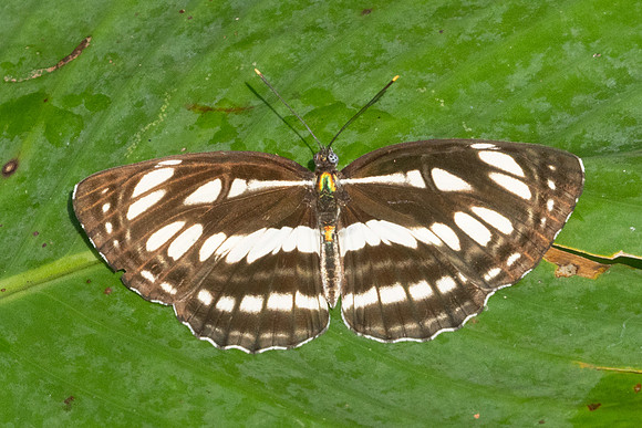 Neptis hylas-0595
