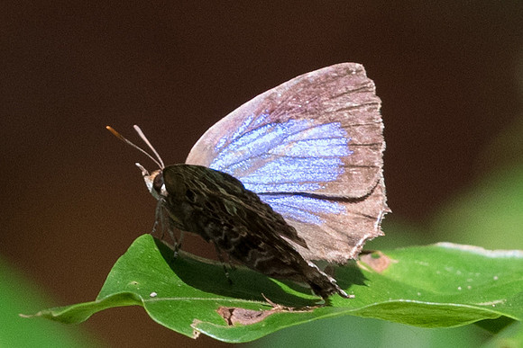 Flos abseus ophiala-7308  - Khao Phanom Bencha National Park - 28/11/23