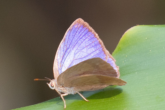 Arhopala fulla-1409 - Chiang Dao - 18/03/25